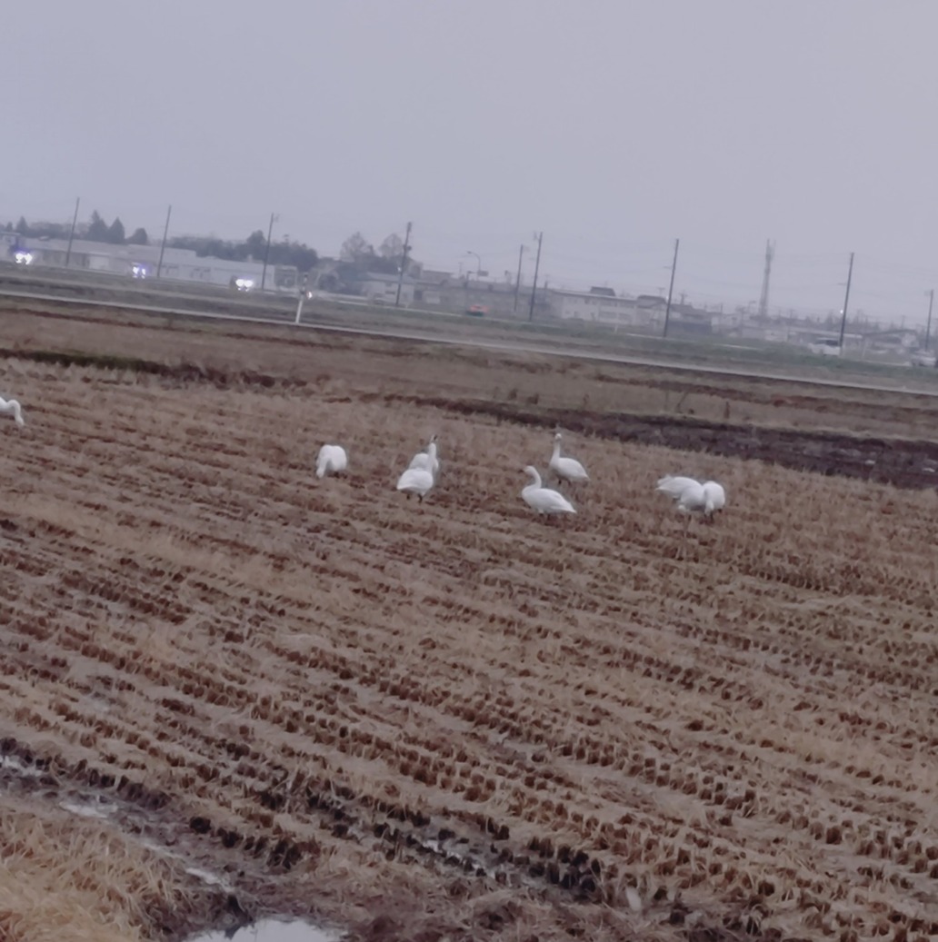 田んぼの白鳥