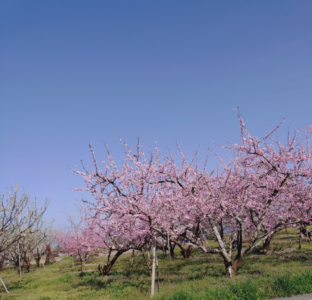 桃とさくらんぼ
