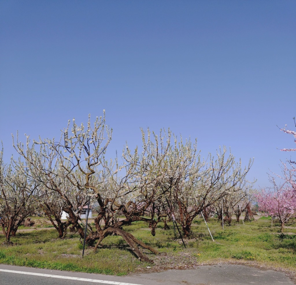 桃とさくらんぼ