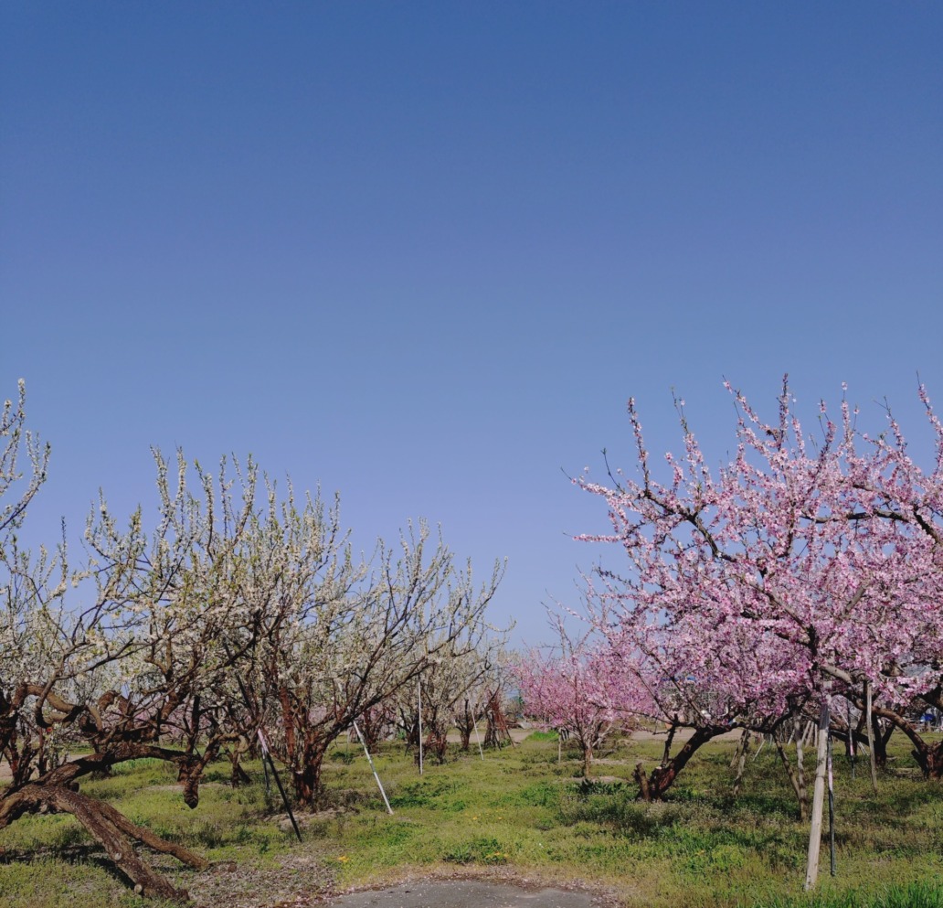 桃とさくらんぼ