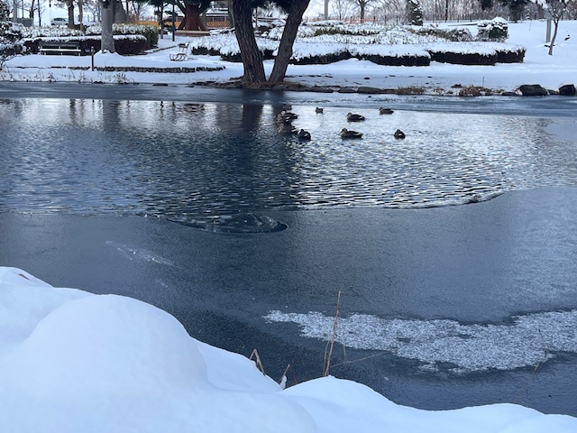 薬師公園_カモ_大寒波