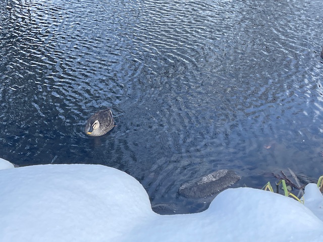 薬師公園_カモ_大寒波