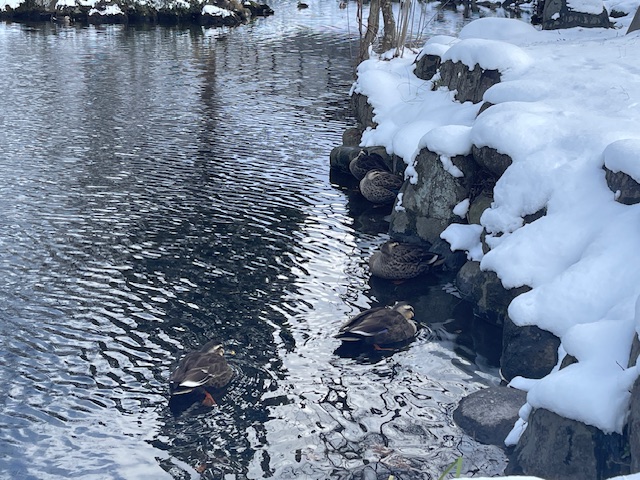 薬師公園_カモ_大寒波