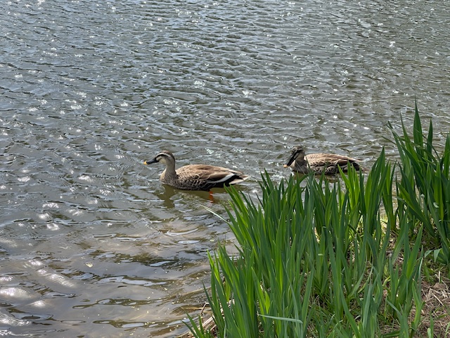 薬師公園_カモ