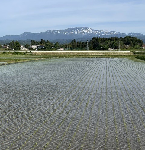 月山と田んぼ in鶴岡藤島
