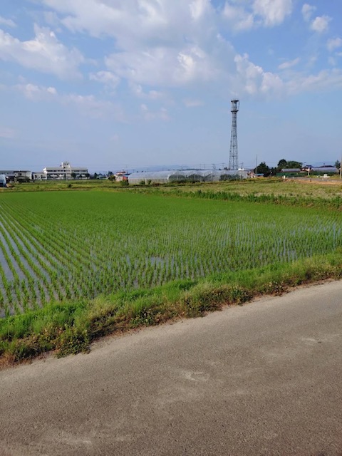 田んぼ_2025年6月20日