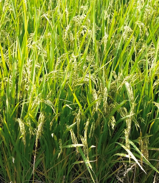 稲穂_8月25日