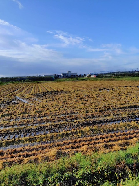 田んぼ_稲刈り終了