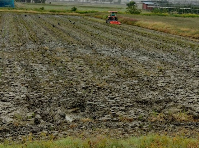 田おこし_2025/10/10